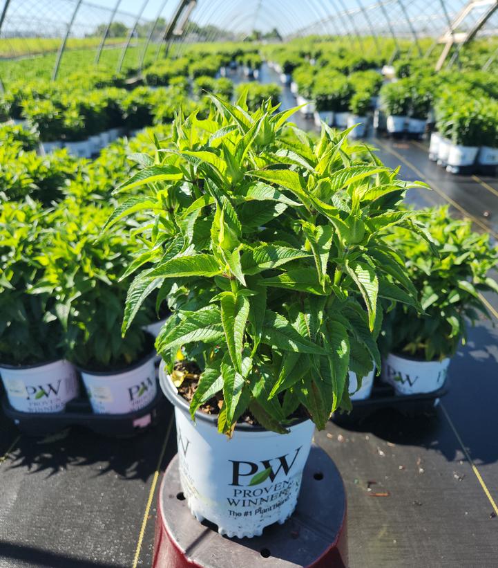 Monarda didyma Pardon My Purple