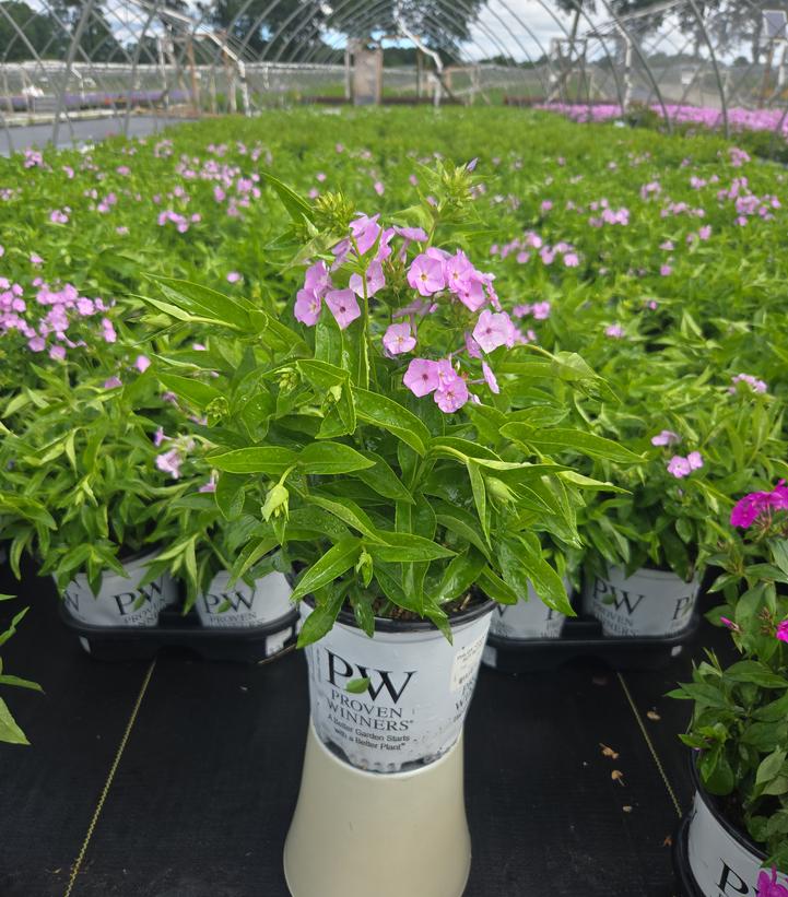 Phlox hybrid Opening Act Blush