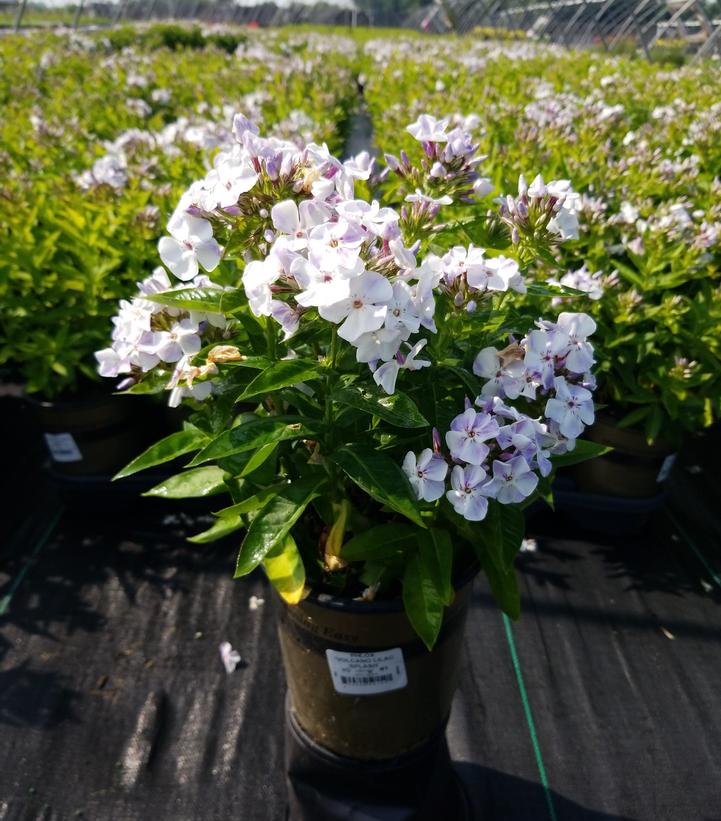 Phlox Volcano® Volcano® Lilac Splash