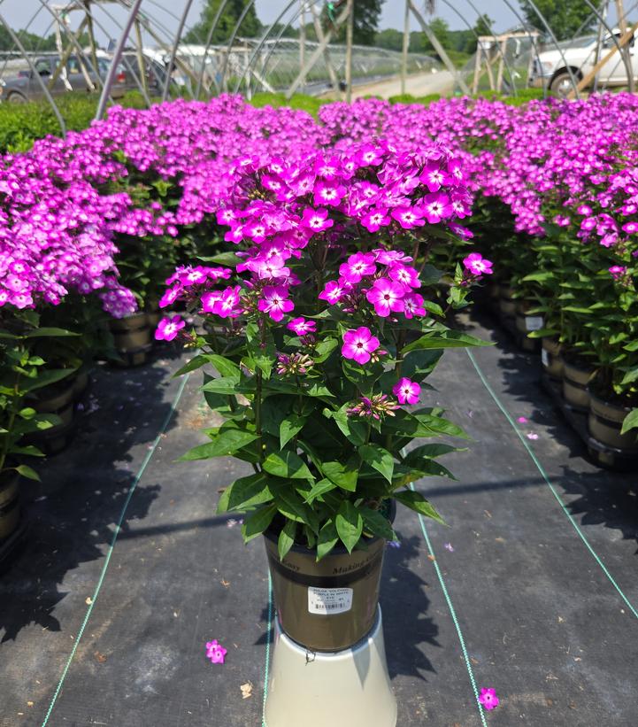 Phlox Volcano® Volcano® Purple with White Eye
