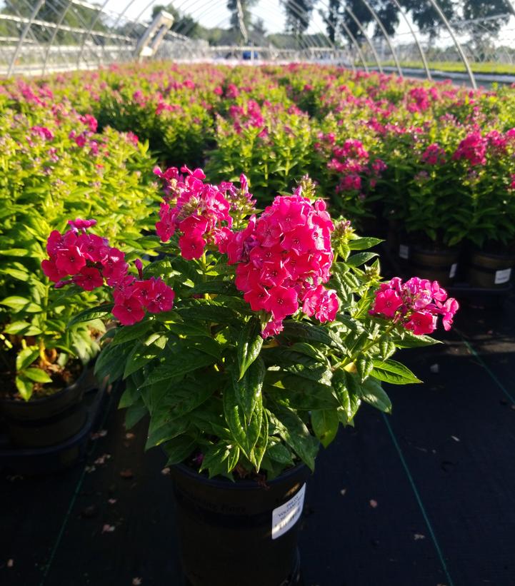 Phlox Volcano® Volcano® Red