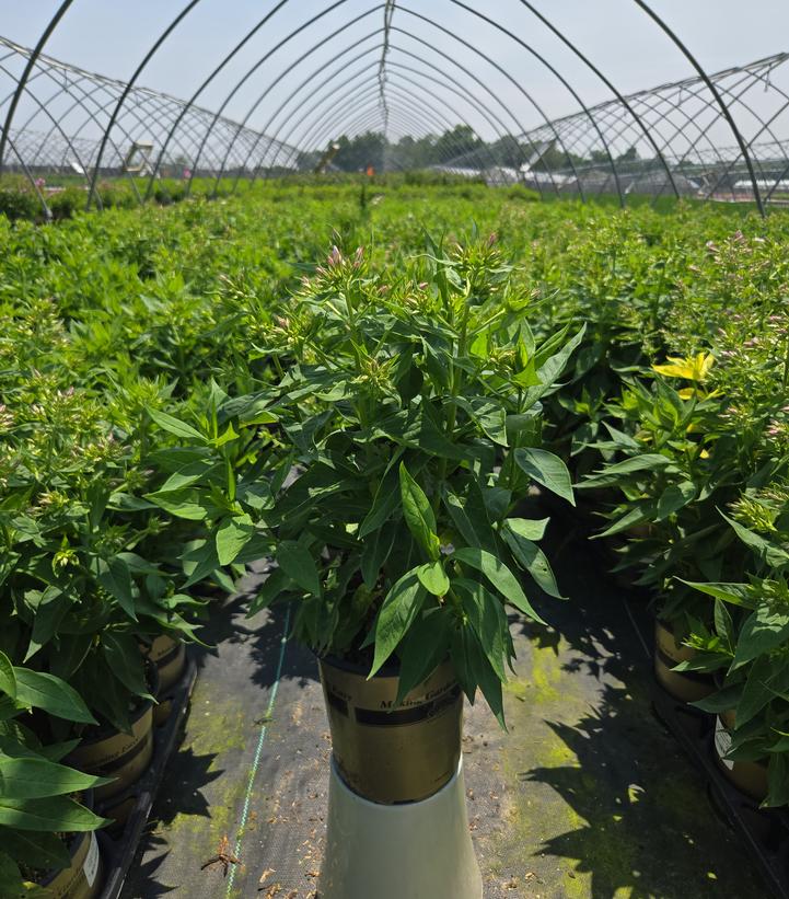 Phlox Volcano® Volcano® Pink with Dark Eye