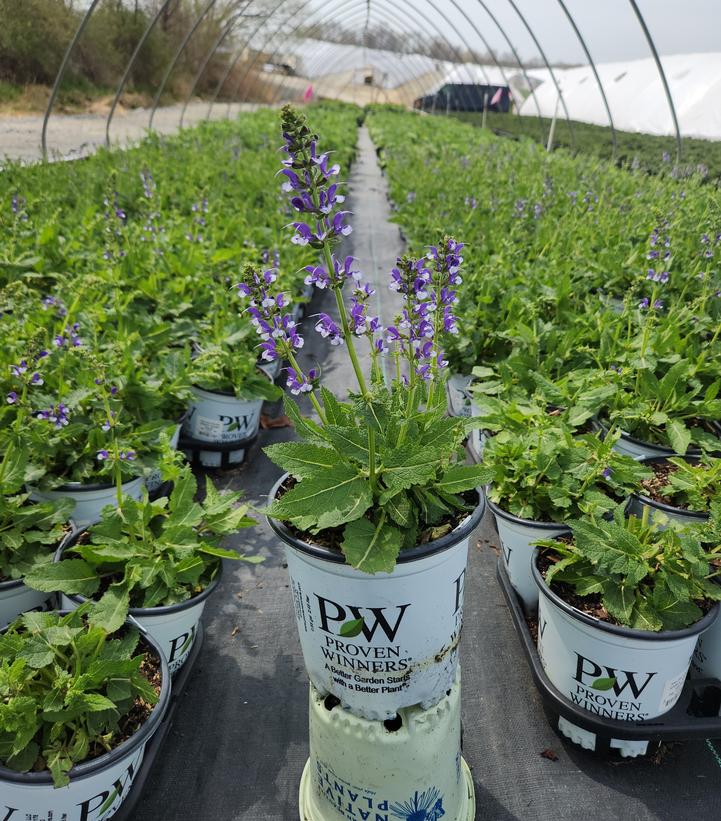 Salvia x Color Spires® 'Azure Snow'
