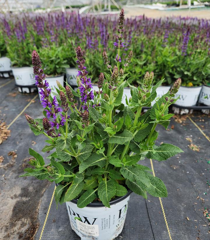Salvia x Color Spires® Color Spires® 'Violet Riot'