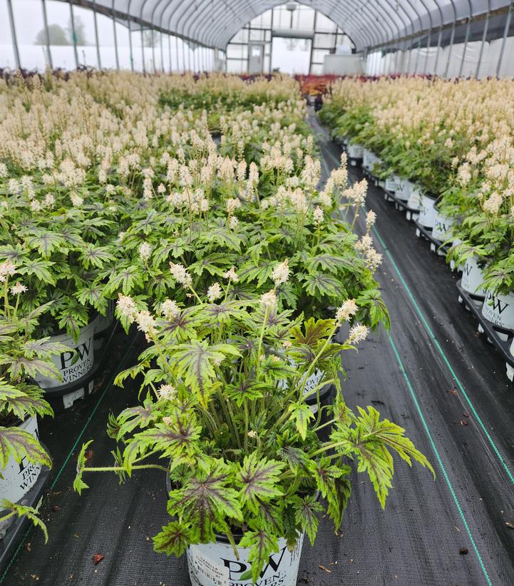 Tiarella x 'Cutting Edge'