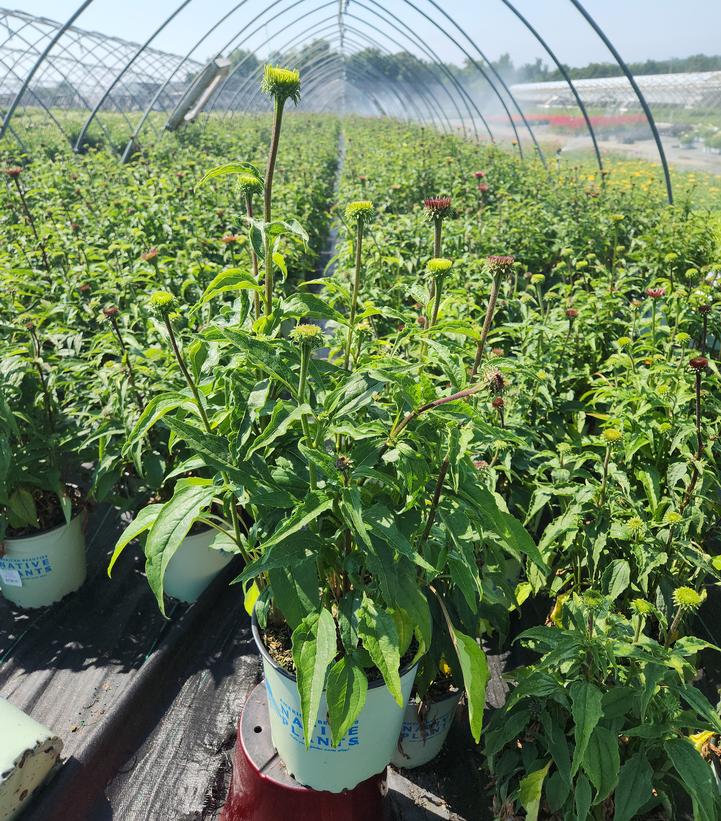 Echinacea purpurea 'Prairie Splendor'