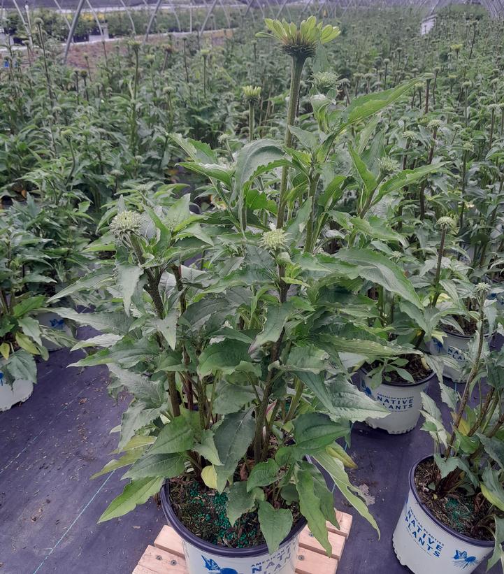 Echinacea purpurea 'Green Twister'