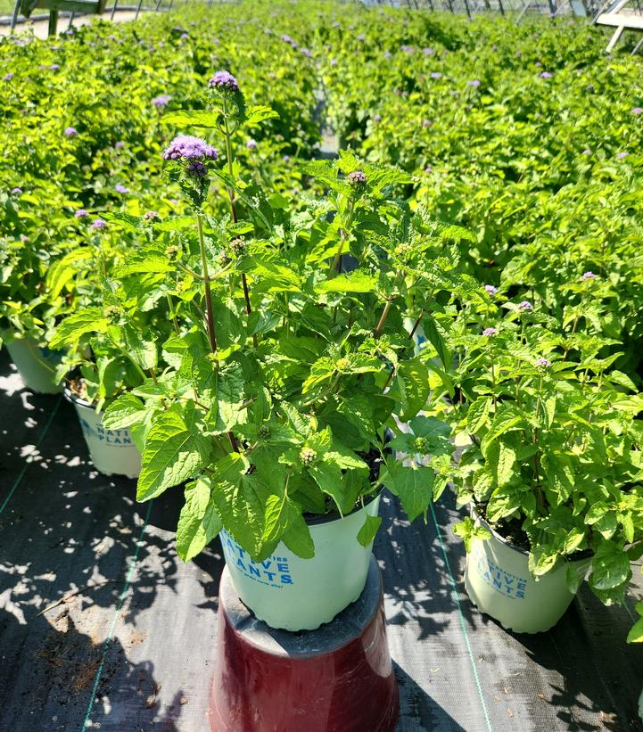 Eupatorium coelestinum 
