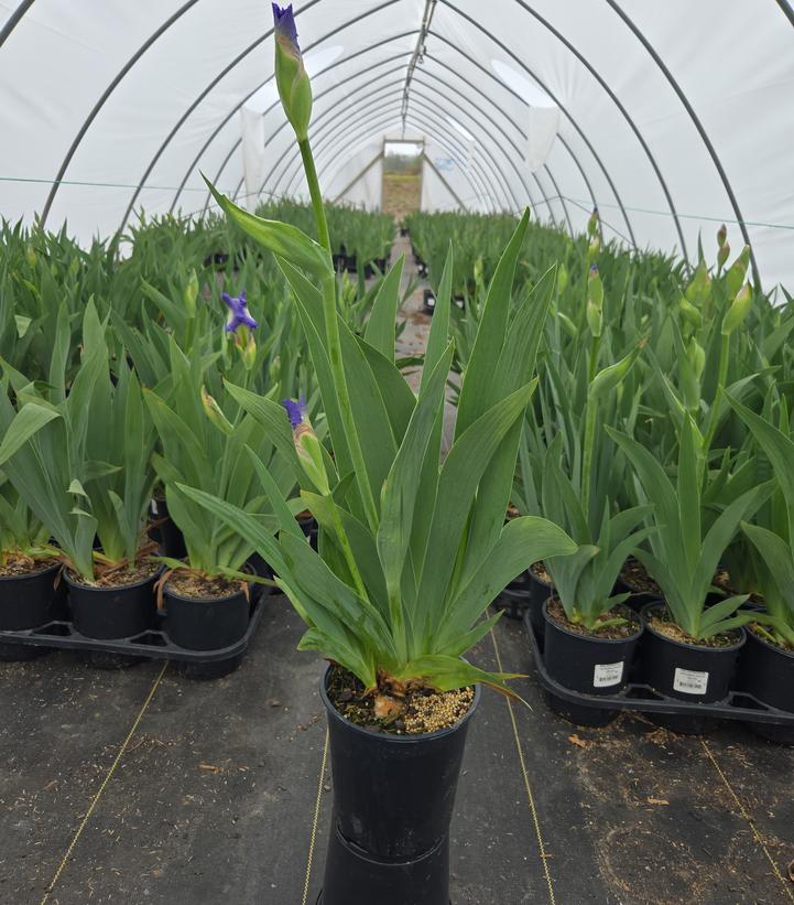 Iris germanica Victoria Falls