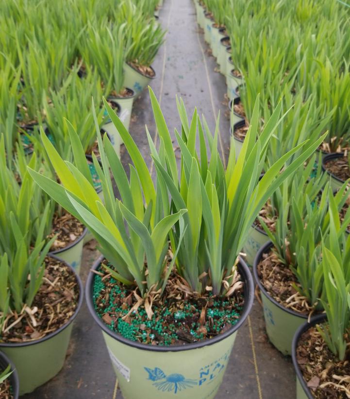 Iris versicolor 