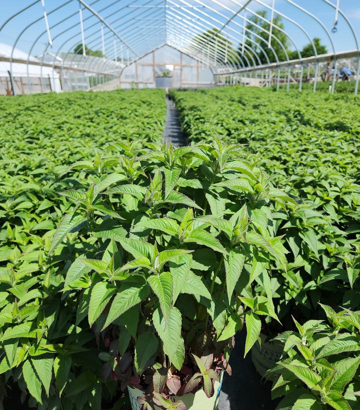 Monarda Blue Stocking