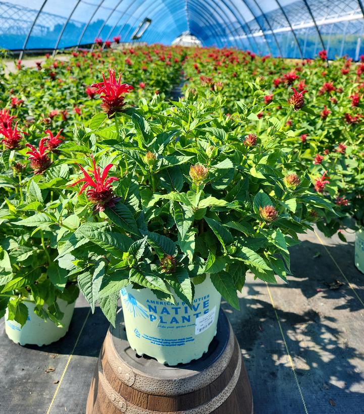 Monarda didyma 'Jacob Cline'
