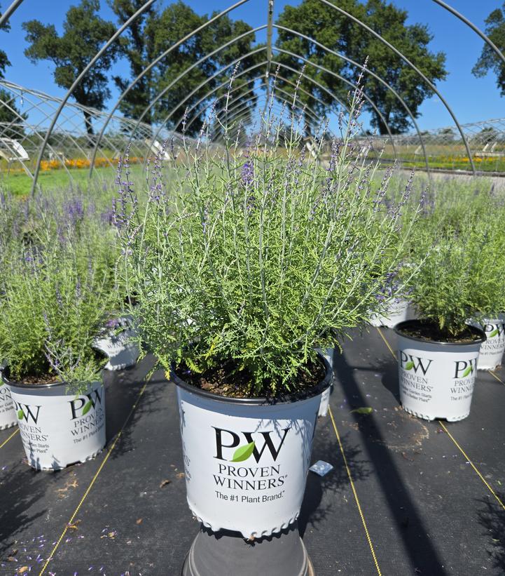 Perovskia atriplicifolia Denim 'n Lace