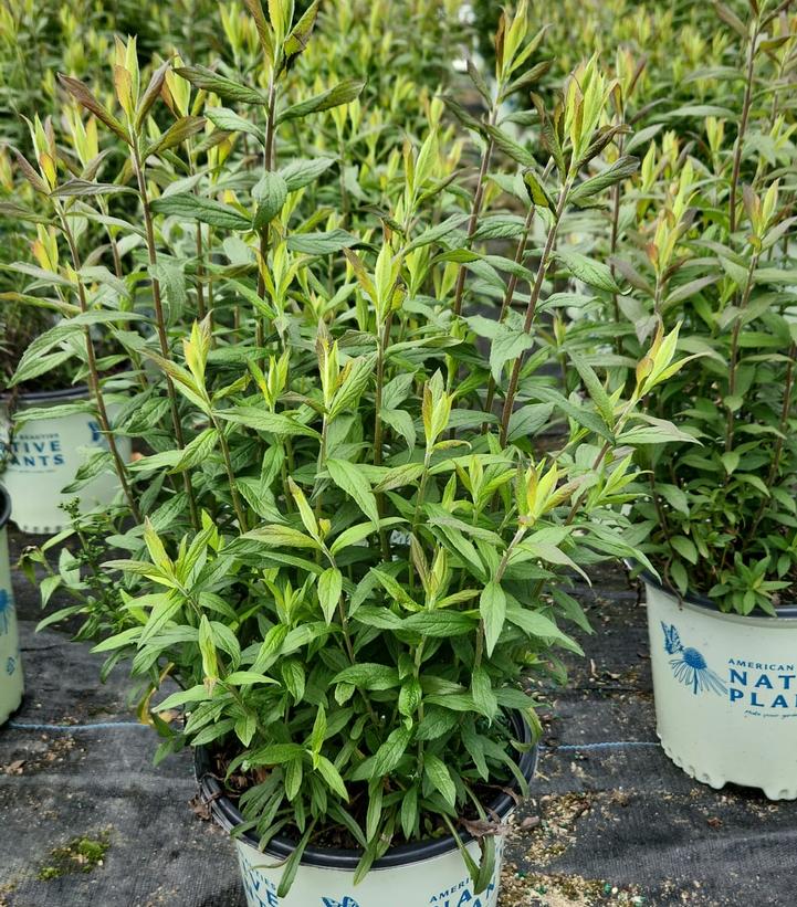Solidago rugosa 'Fireworks'