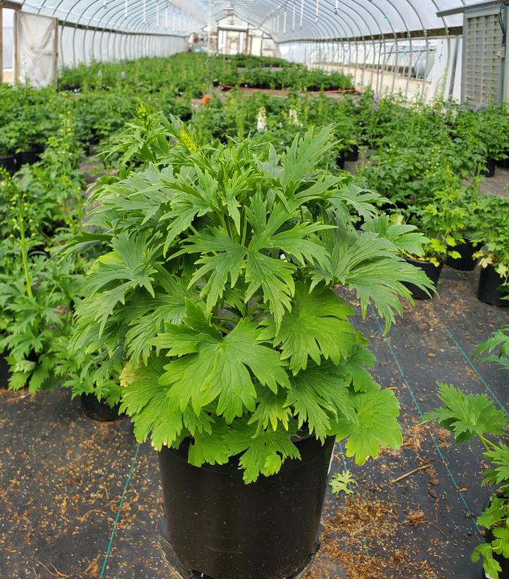 Delphinium elatum 'Guardian White'