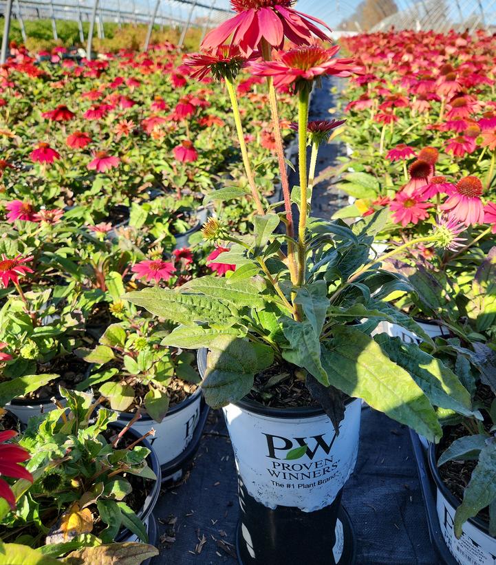 Echinacea x SUMMERSONG™ Firefinch™