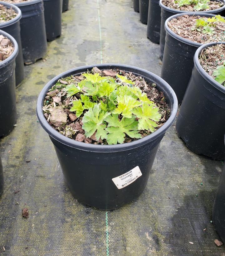 Geranium Rozanne