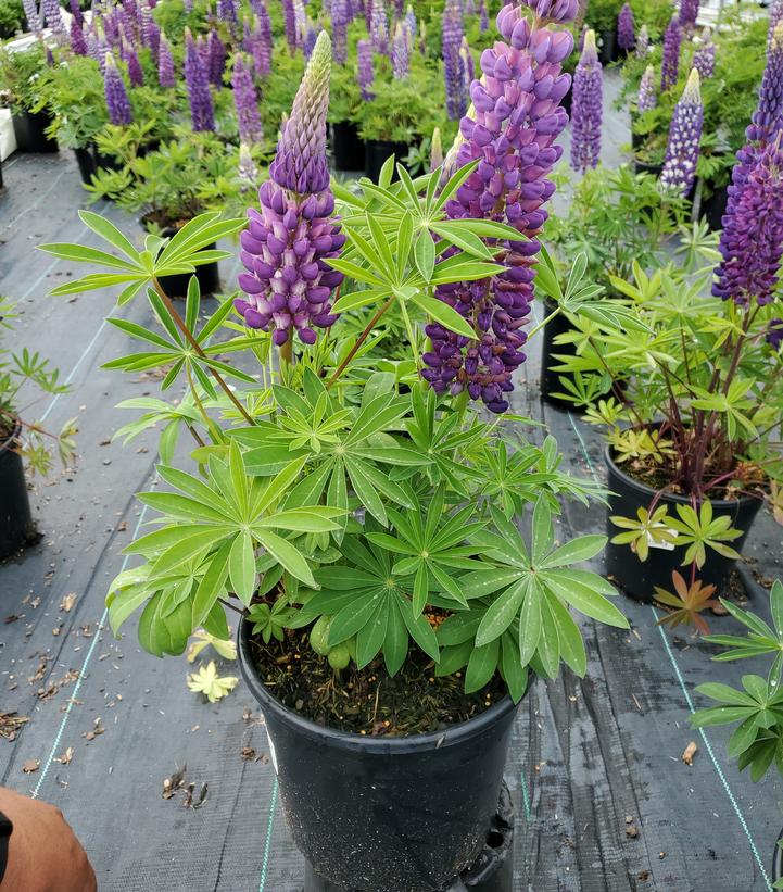 Lupinus polyphyllus 'Gallery Blue'