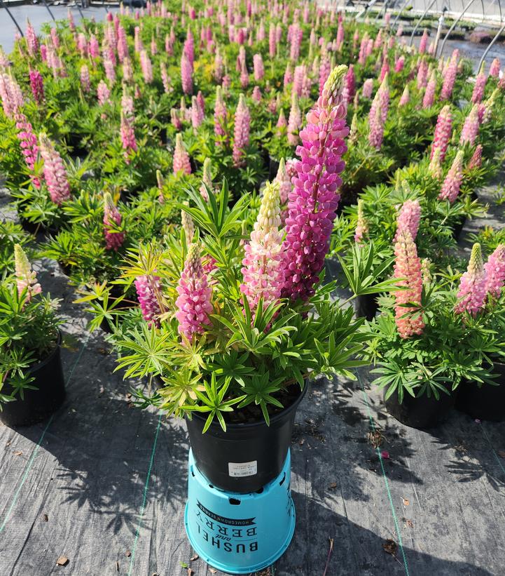 Lupinus polyphyllus 'Gallery Pink'