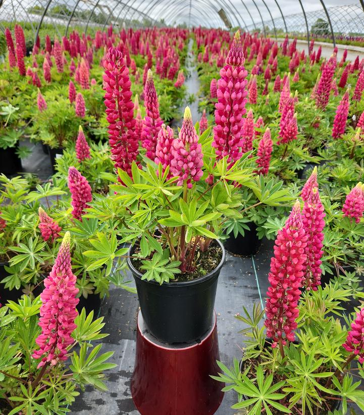 Lupinus polyphyllus 'Gallery Red'
