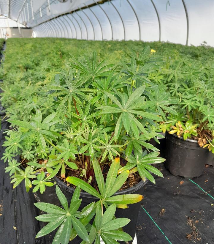 Lupinus Russell Hybrids Mix