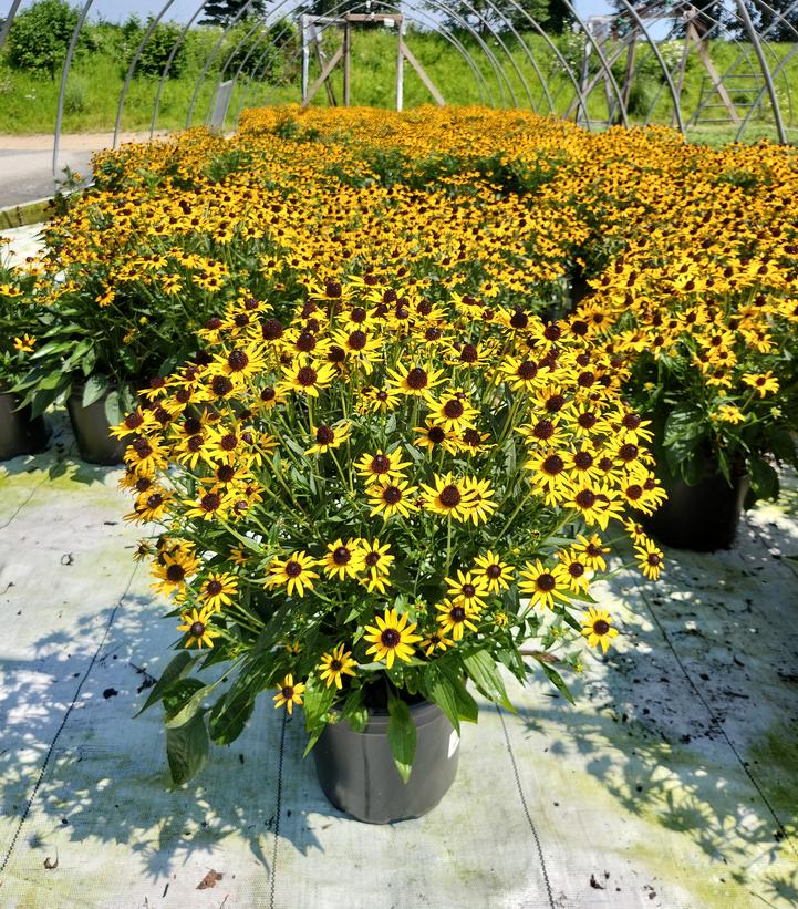 Rudbeckia fulgida var. sullivantii 'Little Goldstar'