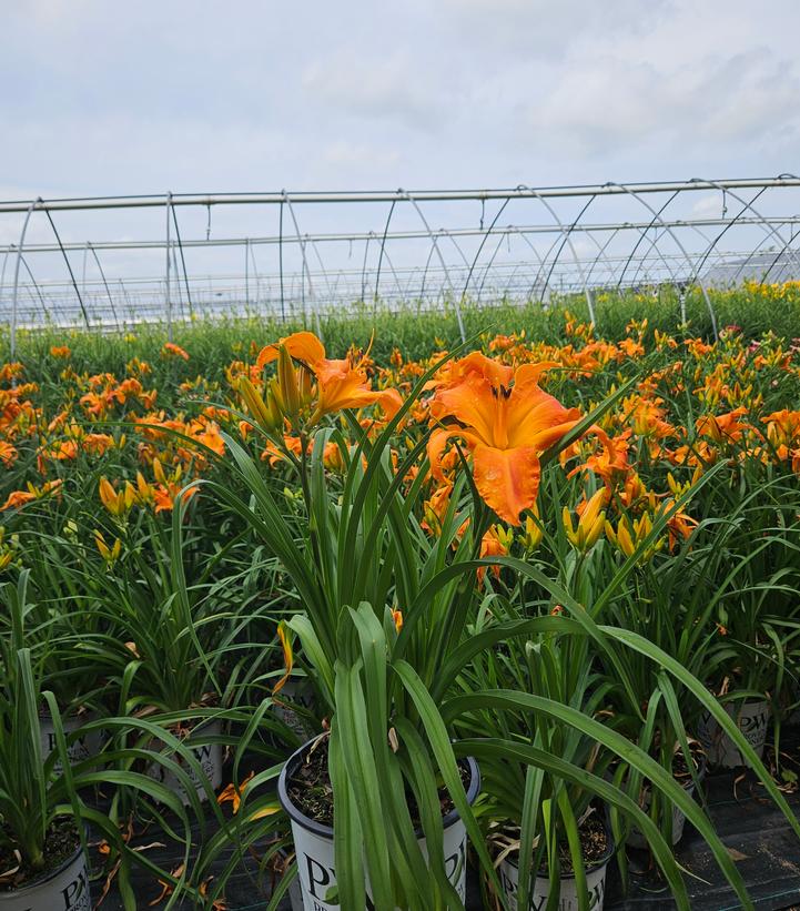 Hemerocallis Rainbow Rhythm® Rainbow Rhythm® Primal Scream