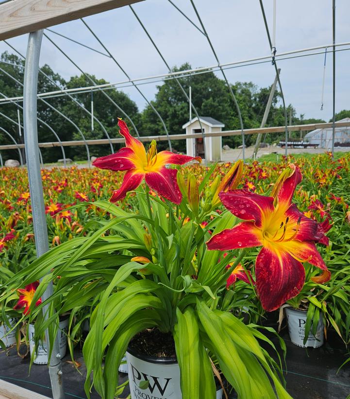 Hemerocallis Rainbow Rhythm® Rainbow Rhythm® Ruby Spider