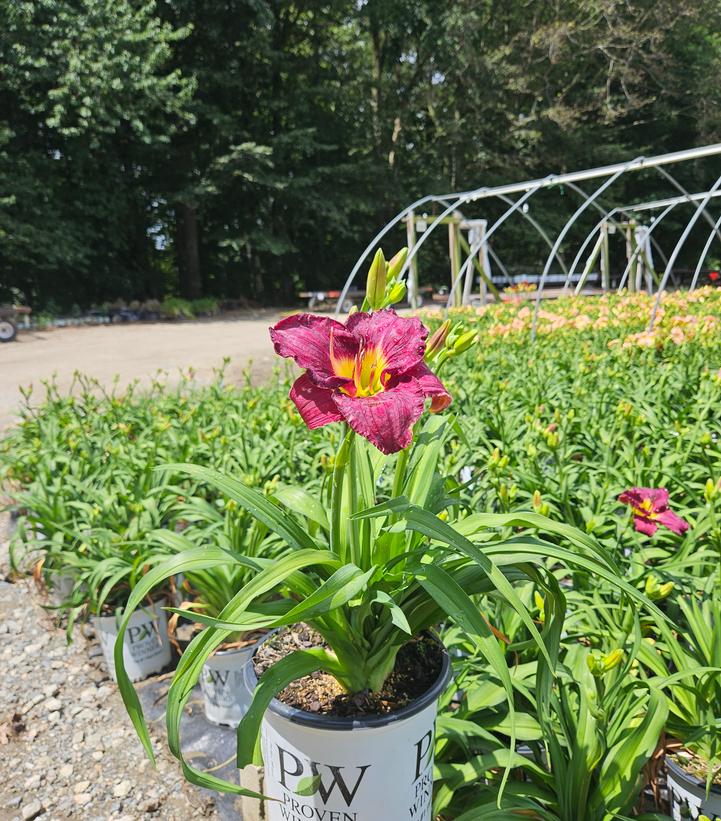 Hemerocallis Rainbow Rhythm® Rainbow Rhythm® Nosferatu