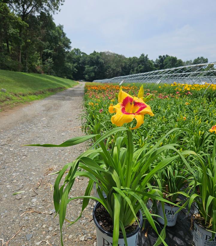 Hemerocallis hybrid Rainbow Rhythm® Rainbow Rhythm® Tiger Swirl