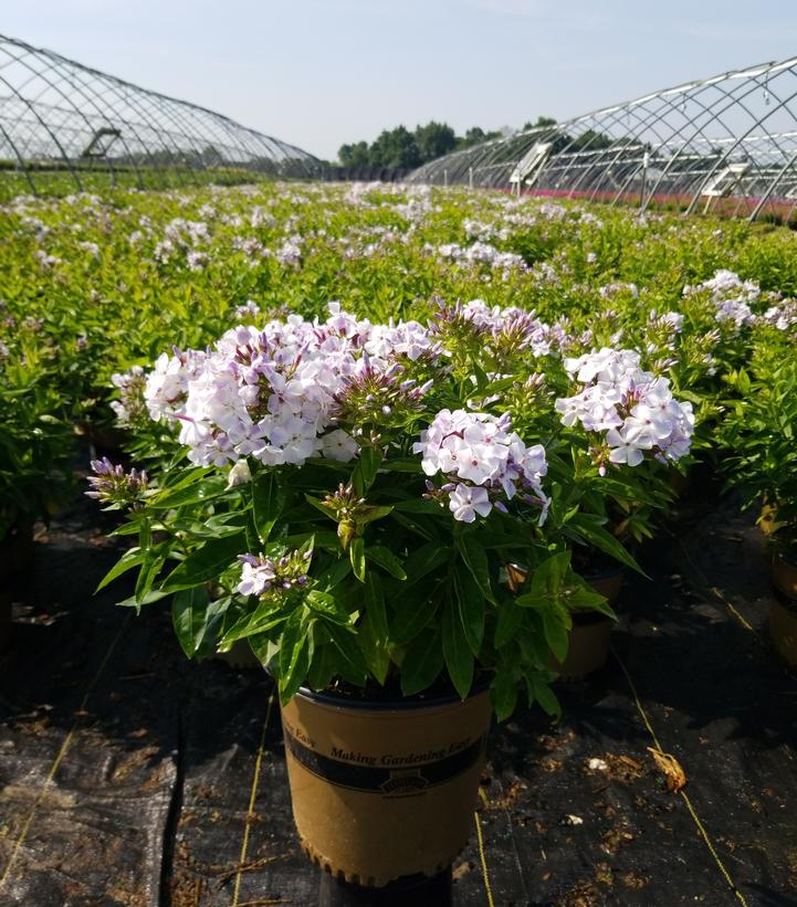 Phlox Volcano® Volcano® Lilac Splash