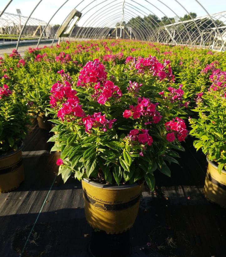 Phlox Volcano® Volcano® Red
