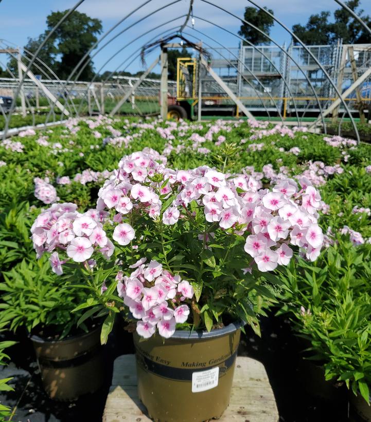 Phlox Volcano® Volcano® Pink with Dark Eye