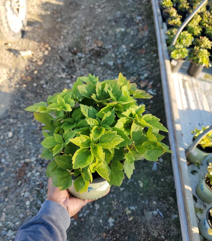 Pachysandra procumbens 