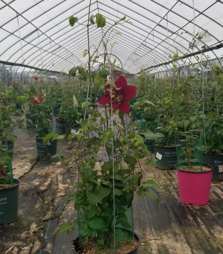 Clematis Rebecca™