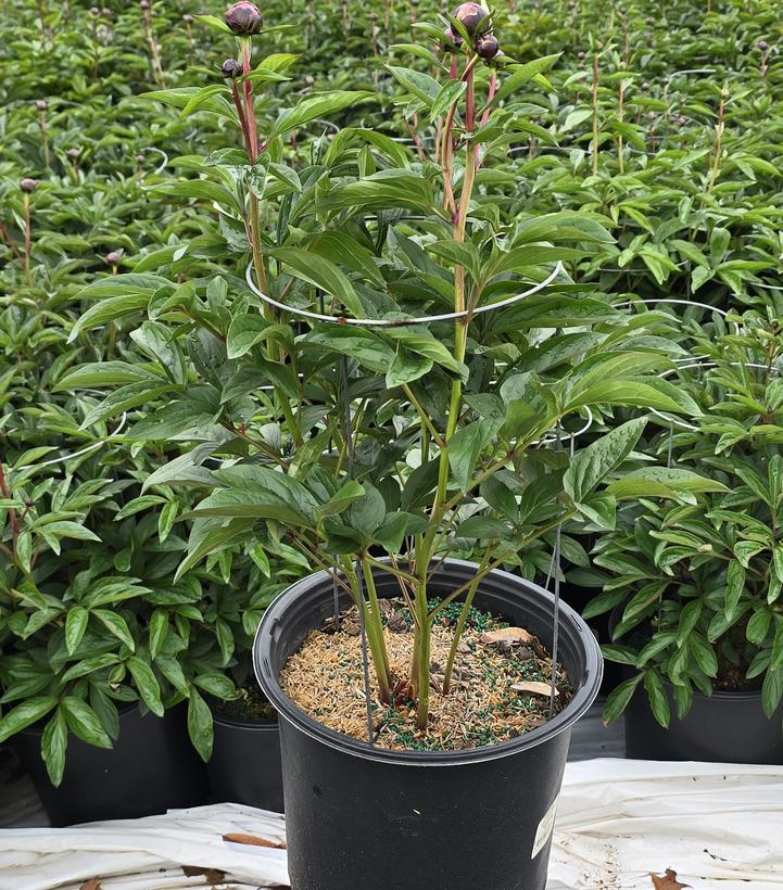 Paeonia lactiflora 'Kansas'