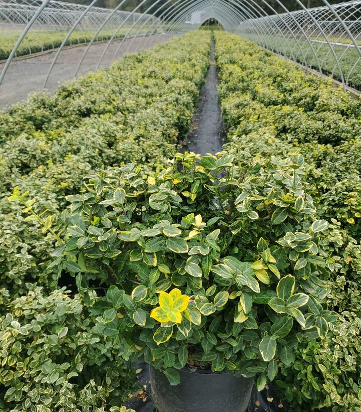 Euonymus f. 'Emerald 'n' Gold'