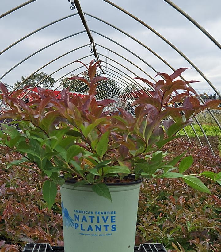 Diervilla lonicera 'Copper'