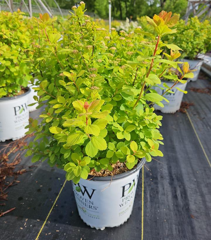 Spiraea betufolia Glow Girl®