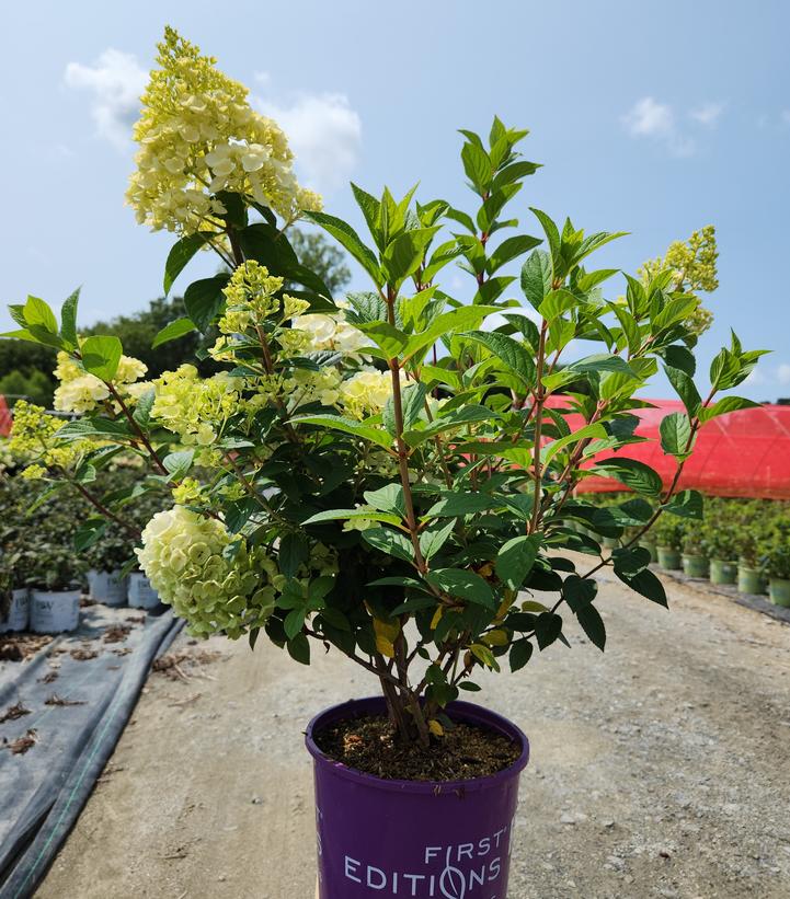 Hydrangea paniculata Strawberry Sundae®