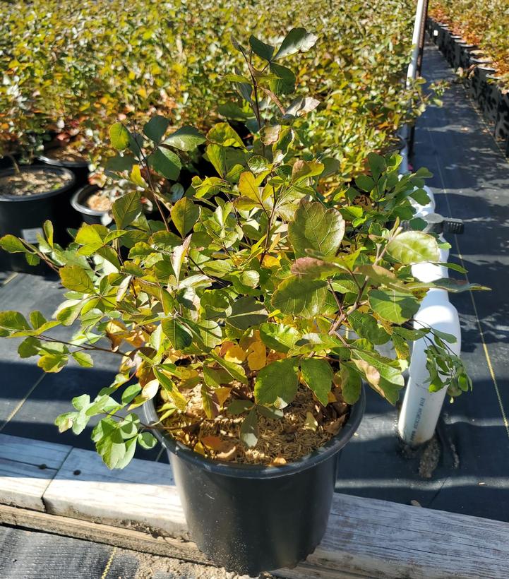 Rhus aromatica Gro-Low
