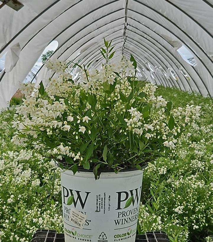 Deutzia x Yuki Snowflake®