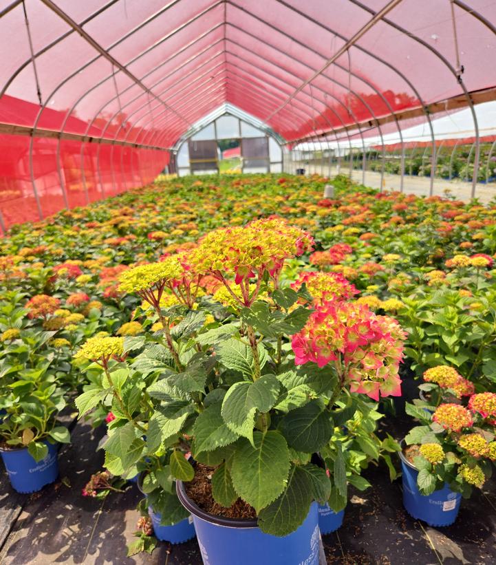 Hydrangea macrophylla Endless Summer® Summer Crush®