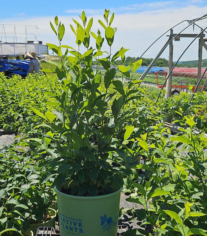 Lindera benzoin 