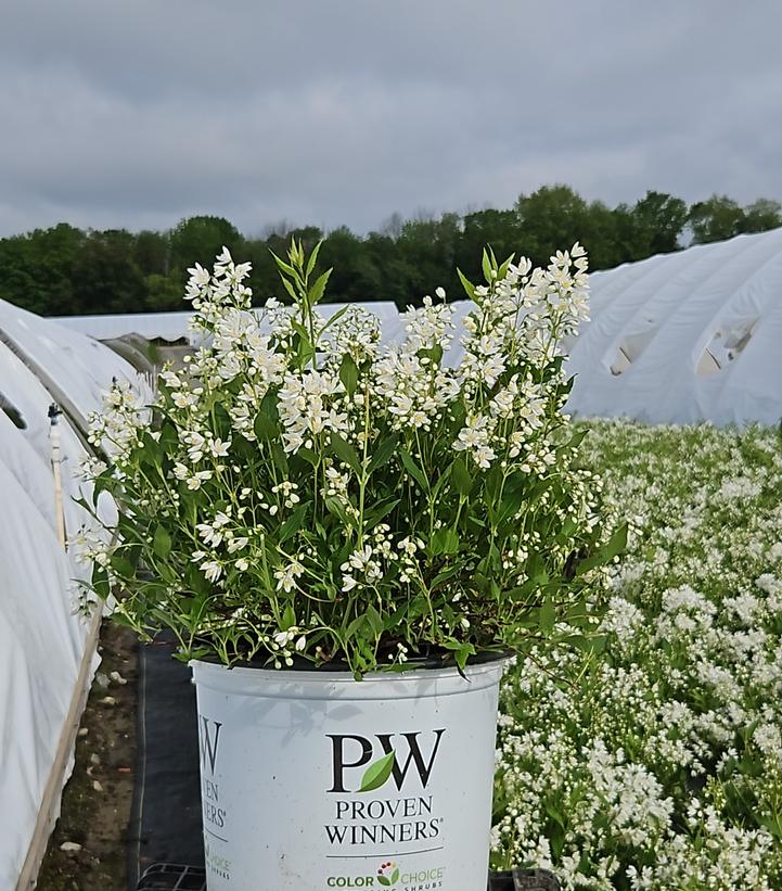 Deutzia x Yuki Snowflake®