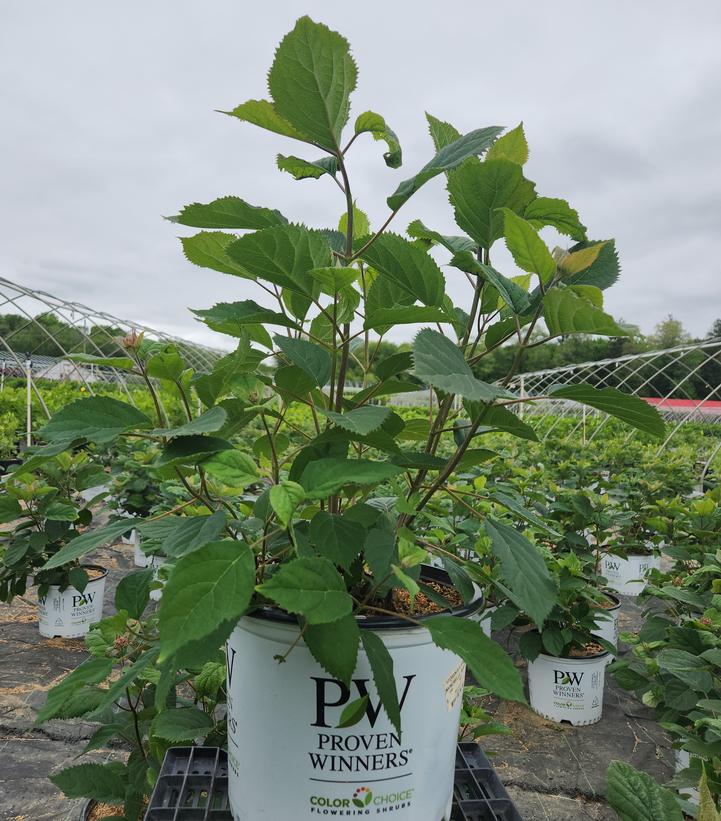 Hydrangea arborescens Invincibelle® Invincibelle® Ruby