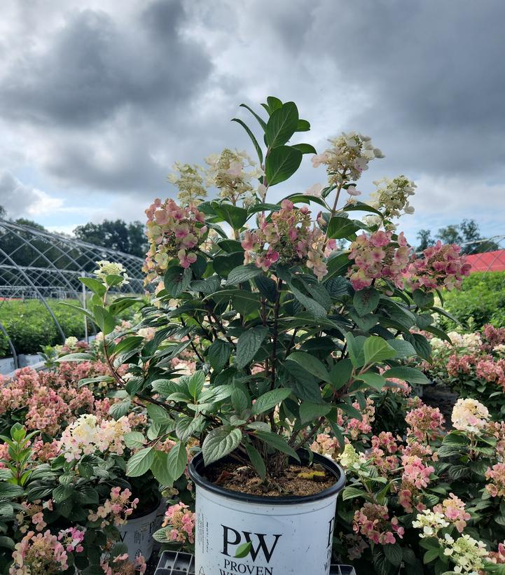 Hydrangea paniculata Little Quick Fire®