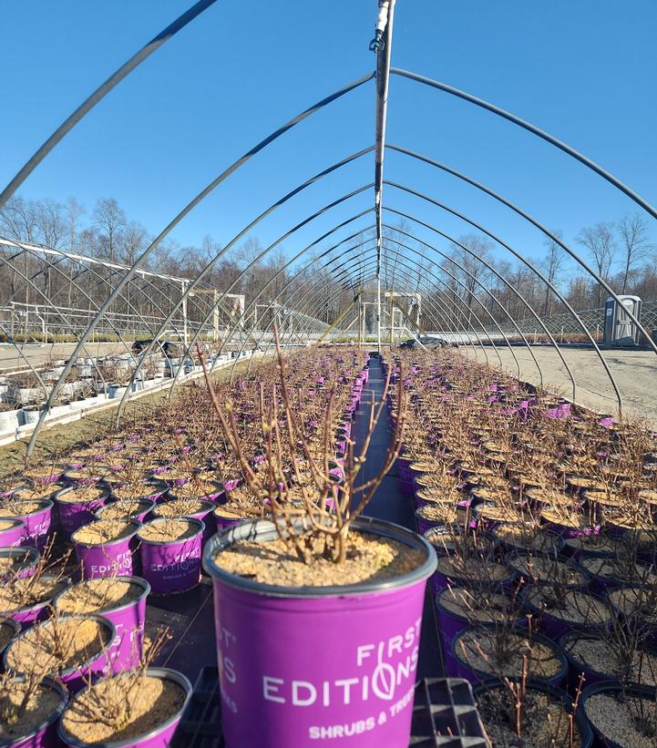 Hydrangea paniculata Vanilla Strawberry™
