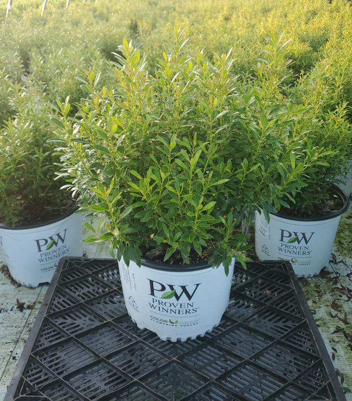 Ilex glabra Gem Box®