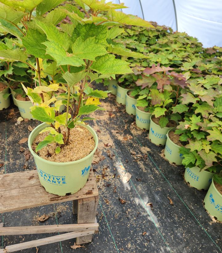 Hydrangea quercifolia 'Alice'